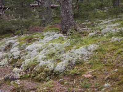 [Nearly white moss blanketing the ground mixed with light green moss.]